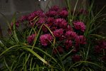 DSC01880.JPG