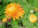 chrysantheme-orange.256JPG.jpg