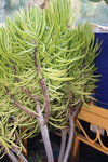 succulente inconnue