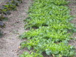 DSCN1625.JPG