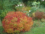 octobre 2010 338.jpg