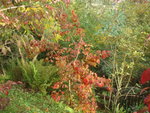 octobre 2010 350.jpg