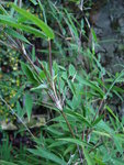 DSC02867.JPG