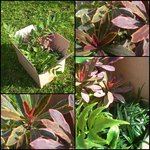 euphorbia + fougere + ophiopogon