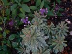 euphorbia helena 25 08 09.jpg