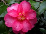 Camélia Sasanqua 'Kanjiro'