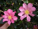 Camélia Sasanqua 'Hugh Evans'