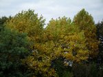Liriodendron