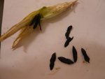 'agapanthes 2.jpg