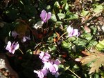 cyclamen nov 2010.jpg