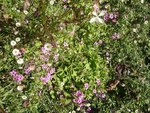 erigeron karvinskaya -oxalys.jpg