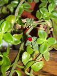 C'est une plante grasse