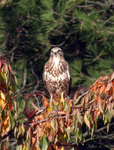 PB063085_copie.jpg