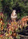 PB063086_copie.jpg