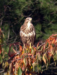 PB063088_copie.jpg