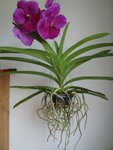 DSC02596 bis --.jpg
