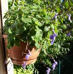 fleurs cuisine.jpg