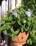 Streptocarpus saxorum 1.jpg