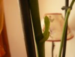 pousse sur dendrobium.jpg