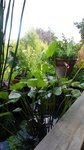 plante 016.jpg