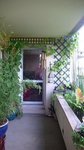 plante 006.jpg
