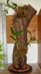 epiphyte.jpg