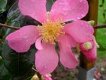 Camélia Sasanqua 'Hugh Evans'