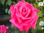 DSCN1012.JPG