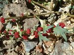 trouvée à 1800 m au Mont Olymp dans le Troodos;