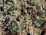 à 1900 m au mont d'Olymp dans la montagne de Troodos. Malheureusement, en octobre, il n'y a guère de fleurs