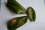 feuilles citronnier 001.jpg