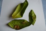 feuilles citronnier 002.jpg