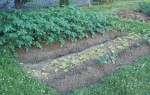 potager 001.jpg