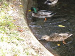 DSCN1607.JPG