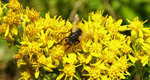 jmm-AUTOMNE2010069.jpg