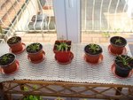 voici mes 7 boutures de Drosera