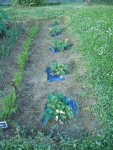 potager 004.jpg