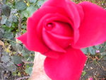 DSCN1648.JPG