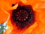 Pavot002.jpg