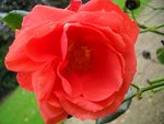 Rosier 'Orange sensation'