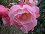 Rosier 'Clair matin'