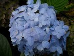 Hortensia
