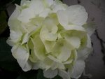 Hortensia