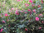Camelia Sasanqua 'Kanjiro'