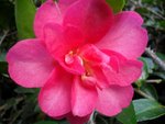 Camélia Sasanqua 'Kanjiro' détail de fleur