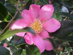Camélia Sasanqua 'Hugh Evans'