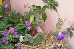 DSC01915.JPG