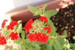 DSC01926.JPG