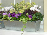 jardinière d'automne et d'hiver en zinc