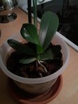 Ma deuxieme...mon keikis replanté! On a du mal a voir le début de hampe sur la droite...